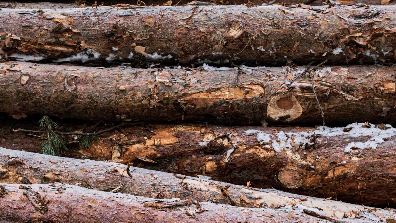 What Log Temperature Does to Carbide Debarker Tip Performance in Winter Operations
